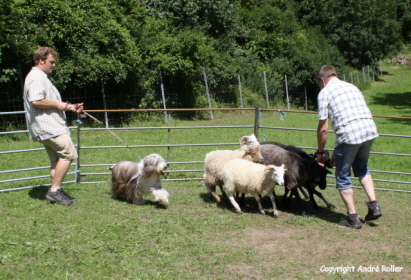 Die Schafe fest im Blick.
