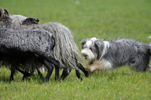 Carlotta 2008 Carlotta 2008