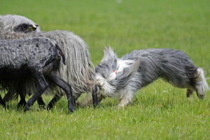 Carlotta 2008 Carlotta 2008