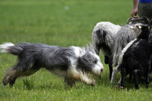 Carlotta 2008 Carlotta 2008