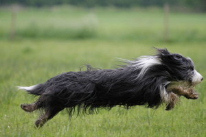 Imaya 2008 Imaya 2008