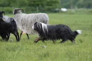 Imaya 2008 Imaya 2008