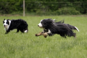 Imaya 2008 Imaya 2008