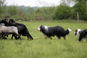 Imaya 2008 Imaya 2008