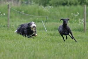 Imaya 2008 Imaya 2008