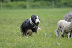 Imaya 2008 Imaya 2008