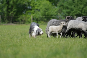 Carlotta 2008 Carlotta 2008