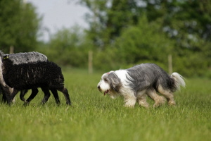 Carlotta 2008 Carlotta 2008