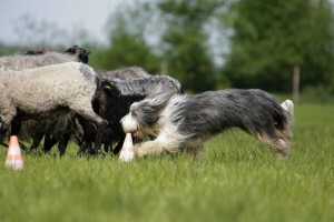 Carlotta 2008 Carlotta 2008