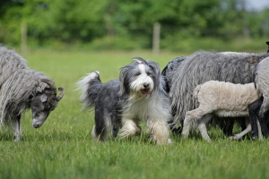 Carlotta 2008 Carlotta 2008