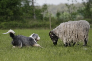 Carlotta 2008 Carlotta 2008