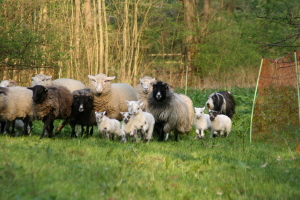 Imaya 2009 Imaya 2009