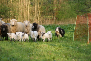 Imaya 2009 Imaya 2009