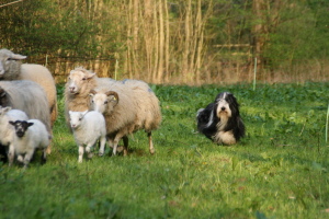 Imaya 2009 Imaya 2009