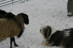 Carlotta 2009 bei Hanny Carlotta 2009 bei Hanny