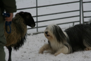 Carlotta 2009 bei Hanny Carlotta 2009 bei Hanny