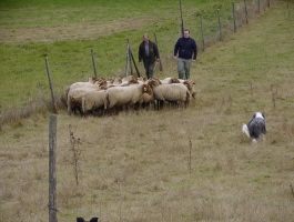 Carlotta 2008 bei Gert Buchholz Carlotta 2008 bei Gert Buchholz