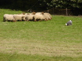 Carlotta 2008 bei Gert Buchholz Carlotta 2008 bei Gert Buchholz