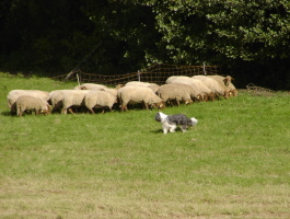 Carlotta 2008 bei Gert Buchholz Carlotta 2008 bei Gert Buchholz