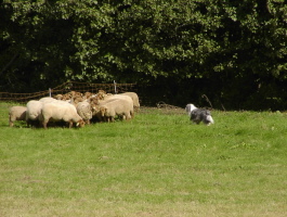 Carlotta 2008 bei Gert Buchholz Carlotta 2008 bei Gert Buchholz