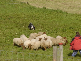 Imaya 2008 bei Gert Buchholz Imaya 2008 bei Gert Buchholz