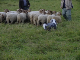 Carlotta 2008 bei Gert Buchholz Carlotta 2008 bei Gert Buchholz