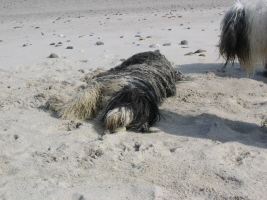 Imaya Dänemark 2007 Imaya Dänemark 2007