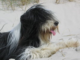 Imaya Dänemark 2007 Imaya Dänemark 2007