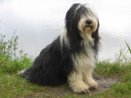 Imaya Dänemark 2007 Imaya Dänemark 2007